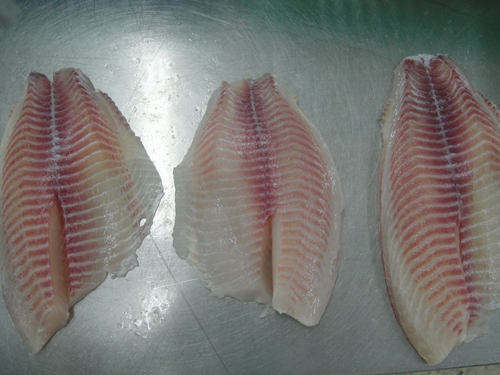 Frozen Tilapia Fillet