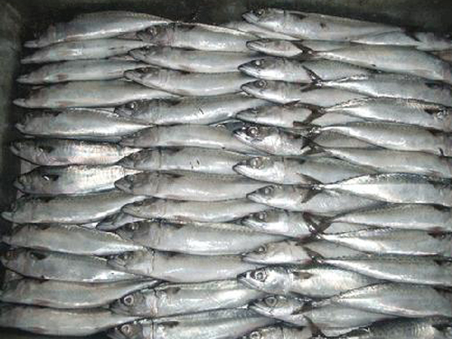 Mackerel Feed B Grade